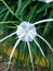 Close up photo of Beach Spider Lily or Hymenocallis Littoralis or Bunga Spider Lily Putih