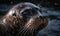 close up photo of bearded seal in water. Generative AI