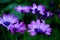 A close-up photo of a beautiful African daisy, or South African daisy, or Cape daisy, or blue-eyed daisy. These flowers are also k