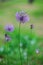 Close up photo beautiful allium flowers in garden.