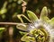 Close up Photo of a Beautiful Exotic Bloomed Passion Flower in a Garden in Chania, Crete, Greece. Dark Background