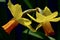 A close-up photo of a beautiful garden daffodil, or Narcissus flower Amaryllidaceae family, bright yellow. Shallow depth of fiel