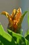 A close-up photo of a beautiful garden tulip flower Liliaceae family, bright orange on olive background. Shallow depth of field.