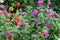 Close up photo of beautiful, gorgeous, lovely multicolor blooming small flower head in summer garden