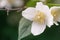 Close up photo of beautiful jasmine blossom in evening sunset light