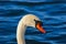A close up photo of a beautiful Mute Swan on a quiet bay
