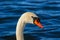 A close up photo of a beautiful Mute Swan on a quiet bay