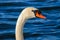 A close up photo of a beautiful Mute Swan on a quiet bay