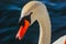 A close up photo of a beautiful Mute Swan on a quiet bay