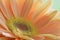 Close-up photo of a beautiful peach-colour gerbera daisy; soft light and colours; sharp details of the center of the flower