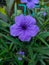 Close up photo of a beautiful purple flower or Ruellia Simplex