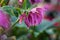 Close-up photo of beautiful purple pink double flowers of lenten rose Elly Helleborus orientalis flowering