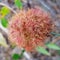 Close-up photo of a bedeguar by Rose gall wasp, Diplolepis rosae