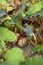 Close-up photo of beets on garden beds on summer