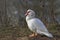 Close-up photo of a big Muscovy white duck with a distinctive red face,