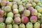 Close up photo of big pile of mixed red green apples