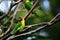 A close up photo of a black-masked Lovebird Agapornis personatus; softly defocused background