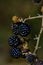 close-up photo of blackberries, out-of-focus background