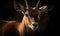 close up photo of blesbok on dark background. Generative AI