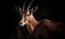 close up photo of blesbok on dark background. Generative AI