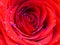 Close up photo of a blooming rose covered with brilliant shiny water rain dew drops. Vivid cadmium red  `Mister Lincoln` rose.