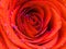 Close up photo of a blooming rose covered with brilliant shiny water rain dew drops. Vivid Coquelicot red orange rose.