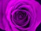 Close up photo of a blooming rose. Vivid  byzantine purple colour  `Mister Lincoln` rose.