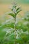 Close up photo of a blooming stinging nettle