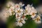 Close up photo of blooming tree brunch on the blurred background. White flowers of the pear tree.