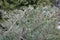 A close-up photo of a blue bush of juniper