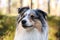 Close up photo of blue merle shetland sheepdog portrait dog sitting in daylight sun