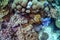 Close up photo of blue tube sponge at the side of densely populated coral reef. Colorful reef colony in tropical sea of Indonesia