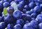 Close up photo of blueberries. Fresh ripe juicy bilberries, bright autumn colorful background. Concept of healthy diet with berrie