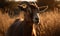 close up photo of Boer South African breed of goat in tall grass during golden hour. Generative AI