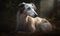 close up photo of borzoi lying in a forest. Generative AI