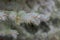 Close-up photo of the branches of the blue spruce. Shallow focus. Background texture