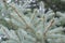 Close-up photo of the branches of the blue spruce. Shallow focus. Background texture