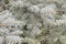 Close-up photo of the branches of the blue spruce. Shallow focus. Background texture