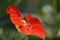 A close-up photo of a bright nasturtium flower; unusual point of view; bright red colour and focus on the flower center details.