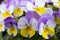 Close up photo with bright  pansy .Flowers pansies bright yellow -purple colors with a dark mid-closeup