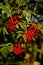 Close up photo of bright vivid red colored berries on branches. Rowan-tree fruitage in summer. Large bunches full of berries. For