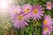 A close up photo of a bunch of dark pink chrysanthemum flowers with yellow centers and white tips on their petals