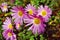 A close up photo of a bunch of dark pink chrysanthemum flowers with yellow centers and white tips on their petals