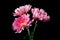 A close up photo of a bunch of dark pink chrysanthemum flowers with yellow centers and white tips on their petals. Cluster of pink