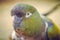 Close-up photo of a Burrowing parrot Cyanoliseus patagonus - a bird native to Argentina and Chile. Also known as Burrowing