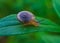Close-up photo of bush snail, macro photography