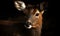 close up photo of bushbuck on black background. Generative AI