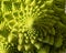 close-up photo of cabbage, branched inflorescence in middle of rosette of leaves, called cauliflower in botany