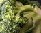 close-up photo of cabbage, branched inflorescence in middle of rosette of leaves, called cauliflower in botany