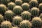 Close up photo of cactus with sharp prickly